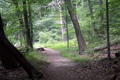 photograph of a forest path near Cynthia’s house